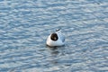 One seagull floats in blue water with small waves. Wildlife Background Royalty Free Stock Photo