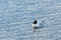 One seagull floats in blue water with small waves. Wildlife Background Royalty Free Stock Photo