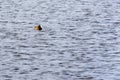 One seagull floats in blue water with small waves. Wildlife Background Royalty Free Stock Photo