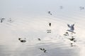 One seagull flying above river and reflections on water Royalty Free Stock Photo