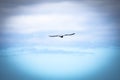 One seagull flying alone and isolated on the blue sky with clouds at the background searching his house or migrating Royalty Free Stock Photo