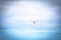 One seagull flying alone and isolated on the blue sky with clouds at the background searching his house or migrating Royalty Free Stock Photo