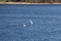 one seagull flying away from the other after a fight Royalty Free Stock Photo