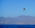 One seagull flying in the blue sky Royalty Free Stock Photo