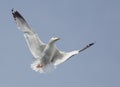 One seagull flying in the cloudy sky. Royalty Free Stock Photo