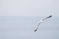 Seagull flying on cloudy white sky Royalty Free Stock Photo