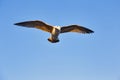 One seagull gliding in the sky Royalty Free Stock Photo