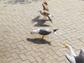 One seagull got some food from peolple. Two more seagulls flew to it and want food too. Tree seagulls on the street of a seaside Royalty Free Stock Photo