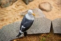 One seagull perched on a sand beach Royalty Free Stock Photo