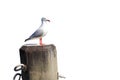 One seagull perched on a wooden post on a white background Royalty Free Stock Photo