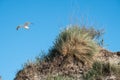 One seagull on a sand dune with a blue sky Royalty Free Stock Photo