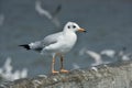 One seagull sits on a old sea pier. Close-up view Royalty Free Stock Photo