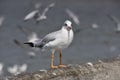 One seagull sits on a old sea pier. Close-up view Royalty Free Stock Photo