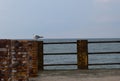 One seagull sits on a old sea pier Royalty Free Stock Photo