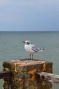 One seagull sits on a old sea pier Royalty Free Stock Photo