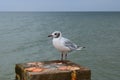 One seagull sits on a old sea pier Royalty Free Stock Photo