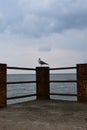 One seagull sits on a old sea pier Royalty Free Stock Photo