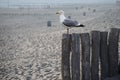 One seagull sits on a old sea pier. The European herring gull, Seagull on the beach pier railing. Close-up of seagull bird Royalty Free Stock Photo