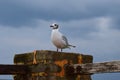 One seagull sits on a old sea pier Royalty Free Stock Photo