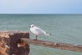 One seagull sits on a old sea pier Royalty Free Stock Photo