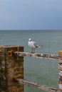 One seagull sits on a old sea pier Royalty Free Stock Photo