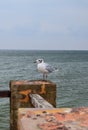 One seagull sits on a old sea pier Royalty Free Stock Photo