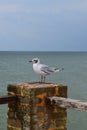 One seagull sits on a old sea pier Royalty Free Stock Photo