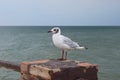 One seagull sits on a old sea pier Royalty Free Stock Photo