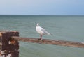 One seagull sits on a old sea pier Royalty Free Stock Photo