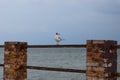 One seagull sits on a old sea pier Royalty Free Stock Photo