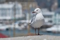 One seagull sitting on a ledge at an old sea pier. Zoom of the European herring gull looking for food at the harbor Royalty Free Stock Photo