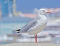 One seagull sitting on an old sea pier by the harbor. The European herring gull on the beach railing. A single bird Royalty Free Stock Photo