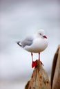 One seagull sitting on a pier against a blurred grey background outside. Cute clean marine bird on a wooden beam at the Royalty Free Stock Photo