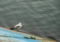 One seagull sitting on the river bank Royalty Free Stock Photo