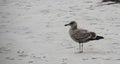 One Seagull standing on the beach