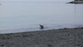 One seagull swims and cleans its feathers in the calm sea with pleasure, periodically shaking itself off and flapping its wings.