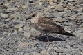 one seagull walks on a rocky shore on a sunny day