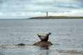 One seal sunbathe on the rocks by the sea, it poses a show, the lighthouse background