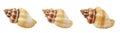 one seashell from different perspectives. isolated on a white background. with clipping path Royalty Free Stock Photo