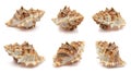 One seashell from different perspectives. isolated on a white background. with clipping path Royalty Free Stock Photo
