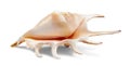 One seashell on white background