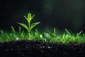 One seedling on clean grass, low angle, light black background at bottom, space for text