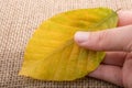 One separate dry leaf in hand Royalty Free Stock Photo