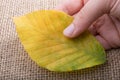 One separate dry leaf in hand Royalty Free Stock Photo