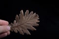 One separate dry leaf in hand Royalty Free Stock Photo