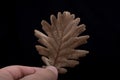 One separate dry leaf in hand Royalty Free Stock Photo