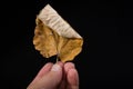 One separate dry leaf in hand Royalty Free Stock Photo