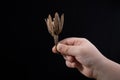 One separate dry leaf in hand Royalty Free Stock Photo