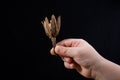 One separate dry leaf in hand Royalty Free Stock Photo