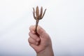 One separate dry leaf in hand Royalty Free Stock Photo